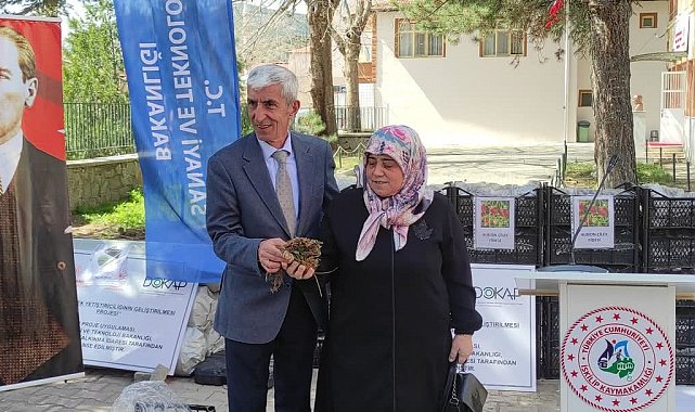 Çiftçilere 140 bin adet çilek fidesi dağıtıldı