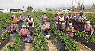 Coğrafi işaretli Silifke çileği Rusya, Ukrayna ve Katar'a ihraç ediliyor