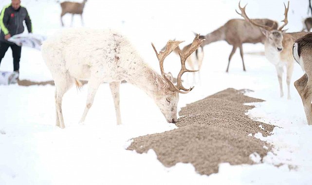 Çorum Belediyesi kuşları ve yaban hayvanları unutmadı