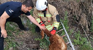 Çukura düşen keçiyi itfaiye kurtardı