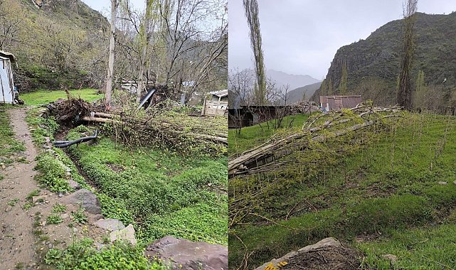 Çukurca'da şiddetli fırtına ağaçları devirdi