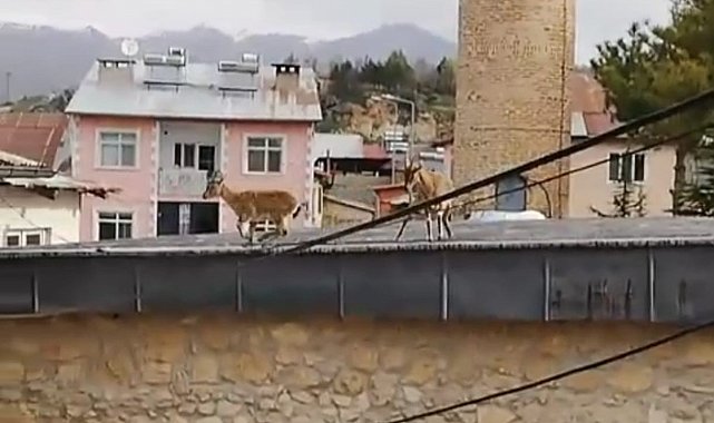 Dağ Keçileri evlerin ve tarihi caminin çatısına çıktı