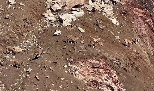 Dağ keçileri güneşli havanın tadını çıkardı