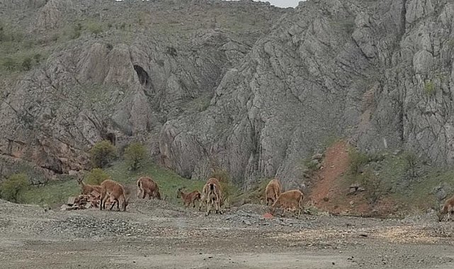 Dağ keçileri kara yoluna indi