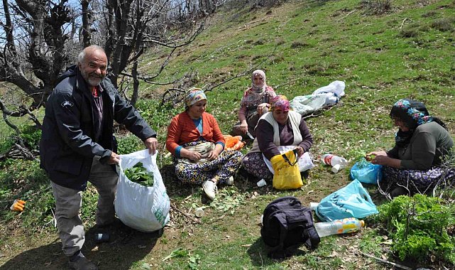 Dağlarda doğal olarak yetişen pancarlar yüzlerce aileye geçim kaynağı oluyor
