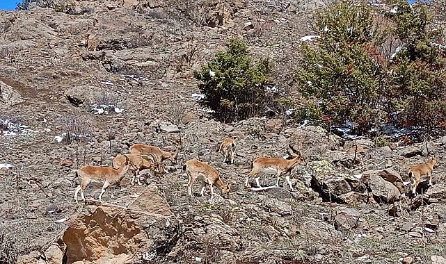 Dağların süsü dağ keçileri sürü halinde Bayburt'ta görüldü