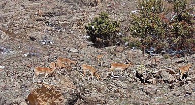 Dağların süsü dağ keçileri sürü halinde Bayburt'ta görüldü
