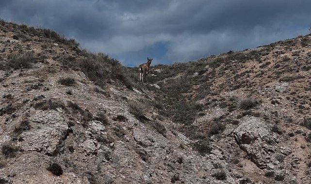 Dağların usta tırmanıcıları dron ile görüntülendi