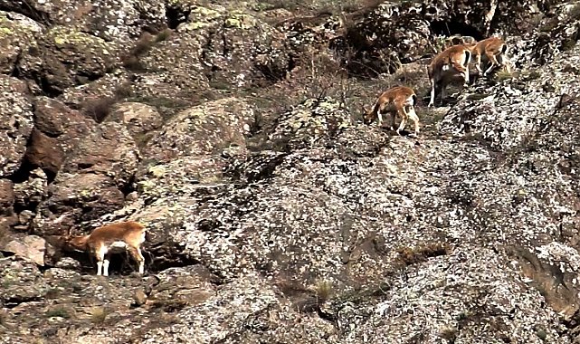 Dağların usta tırmanıcıları sert rüzgâra meydan okudu