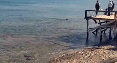 Datça'da kıyıya yakın bölgede iki köpek balığı görüldü