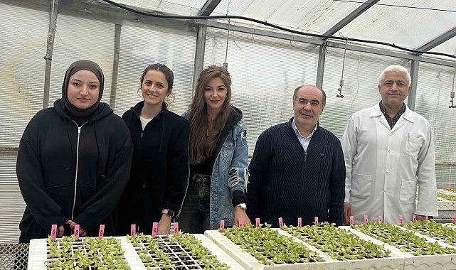 Dayanıklı marul yetiştirilmesi projesine destek