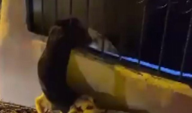 Demir korkuluklarda sıkışan köpeği itfaiye kurtardı