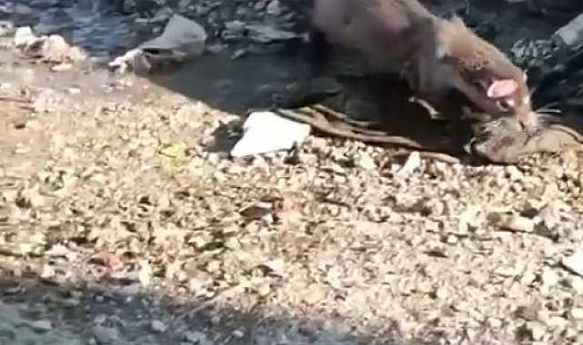 Denizden gelen misafir