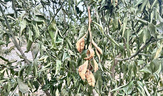 Denizli için zirai don uyarısı