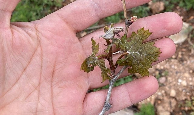 Denizli'nin yüksek kesimlerinde zirai don bekleniyor