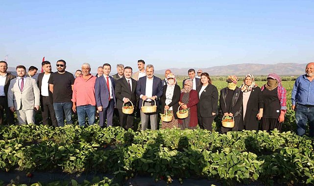 Depremzede çiftçiyi kalkındıracak projede çilek hasadına başlandı