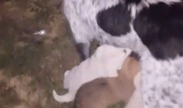 Dereye düşen yavru köpek itfaiye ekiplerince kurtarıldı