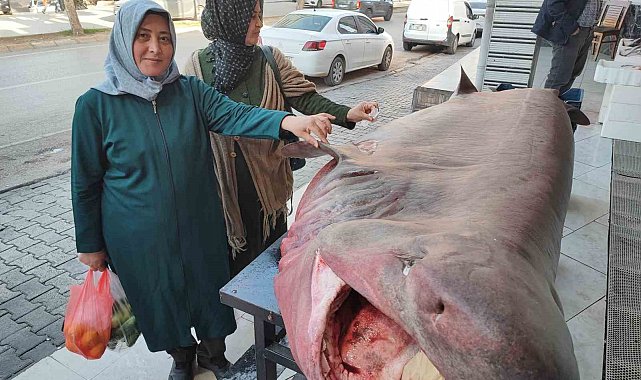 Dev köpek balığına dokunma yarışı