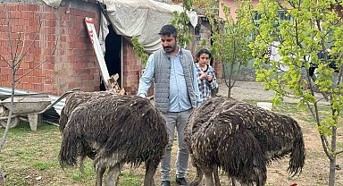 Deve kuşları Tuzluca'nın yeni maskotları oldu