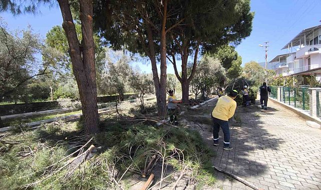 Didim'de ağaçlar budandı