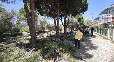 Didim'de ağaçlar budandı