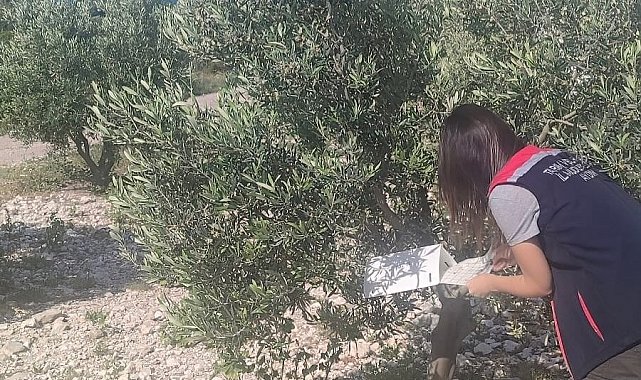 Didim'de zeytinliklerde hastalık ve zararlı denetimi yapıldı