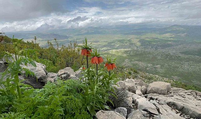 Diyarbakır'da 'ters lale' fotoğraflandı
