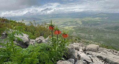 Diyarbakır'da 'ters lale' fotoğraflandı