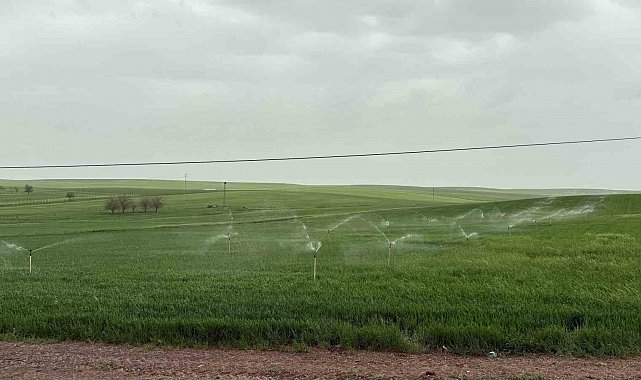 Diyarbakır'da ekili arazi yağmurda fıskiye ile sulandı