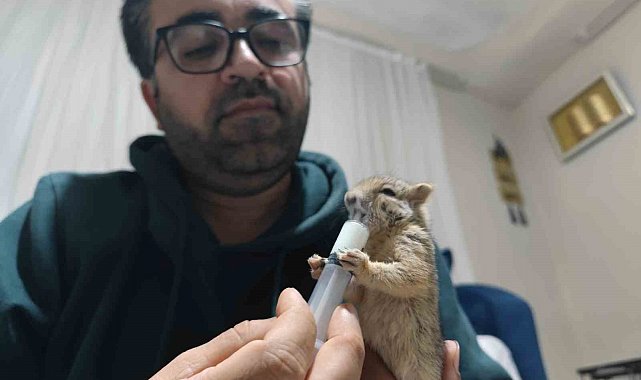 Doğa gezisinde bulduğu yavru sincabı sahiplendi