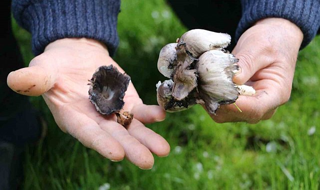 Doğadan toplanan mantarlara dikkat