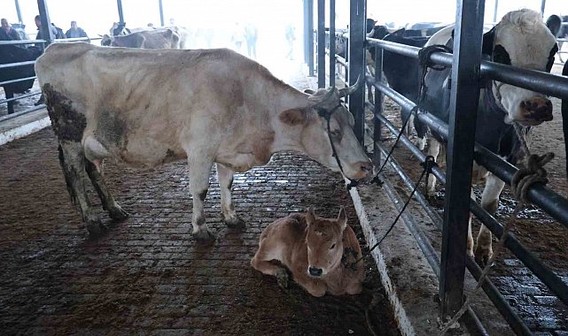 Doğal ve sağlıklı yaşam kıymetlendi, aileler inek edinmeye başladı