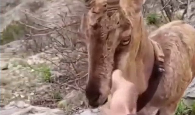 Doğaya salınan yaban keçisiyle vatandaşın sıcak diyaloğu yürekleri ısıttı