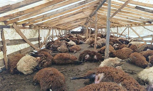 Doğubayazıt'ta şiddetli rüzgar, 280 küçükbaş hayvanın telef oldu