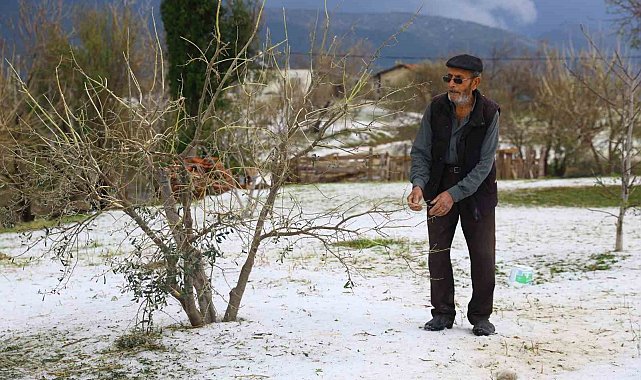Dolu yağışının zarar verdiği sera ve zeytin bahçelerinde hasar tespit çalışması yapılıyor
