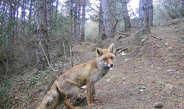 Domuz, karaca, kurt sürüsü ne ararsan var: Gizemli kediyi bile görüntüledi