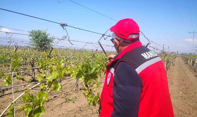 Don afetinin sadece Sarıgöl'e zararı 2,25 milyar TL