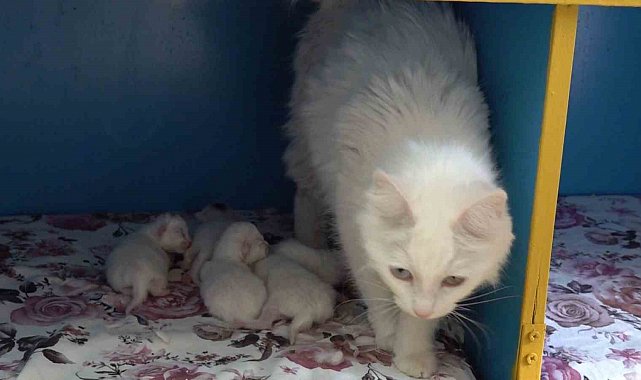 Dünya güzeli Van kedisi 'Su' 5 yavru doğurdu