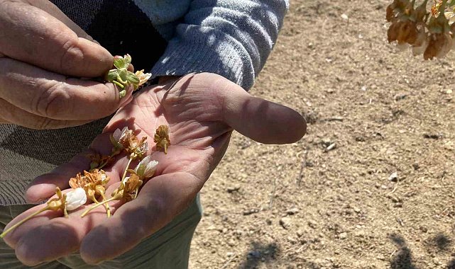 Dünya sofralarını süsleyen 'Napolyon' kirazını don vurdu