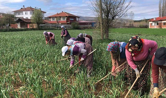 Dünyaca ünlü Taşköprü sarımsağının çapalama dönemi başladı
