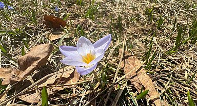 Dünyada sadece Kocaeli'de var: "Kesinlikle yenilmemeli, kopartılmamalıdır"