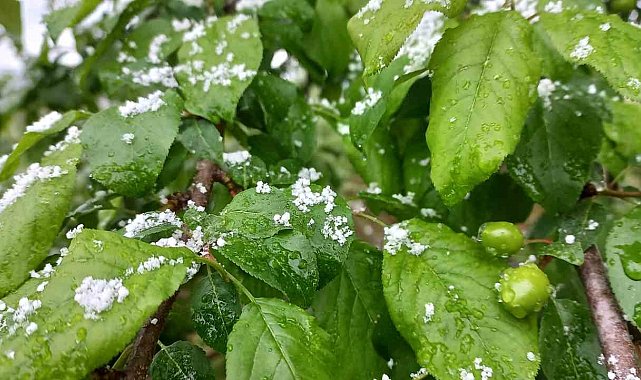 Düzce'de nisan karı: Eriğin üzerine kar yağdı