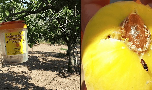 Ekşilik böceği için tuzak asımı dönemi başladı