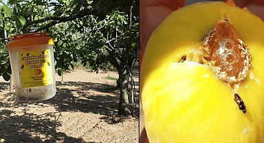 Ekşilik böceği için tuzak asımı dönemi başladı