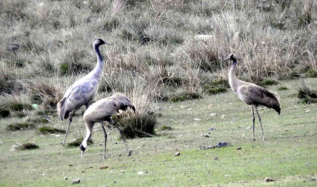 Ekşisu Sazlığında turnalar görüntülendi