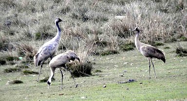 Ekşisu Sazlığında turnalar görüntülendi