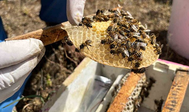 El ele veren gelin-görümce ülkenin ana arı ihtiyacını karşılıyor