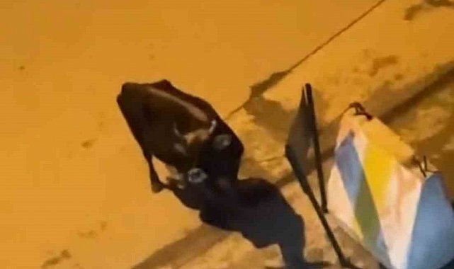 Elazığ'da 3 gündür hastane önünde bekliyor: Akıbeti merak ediliyor