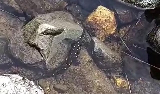 Elazığ'da Anadolu benekli semenderi görüntülendi