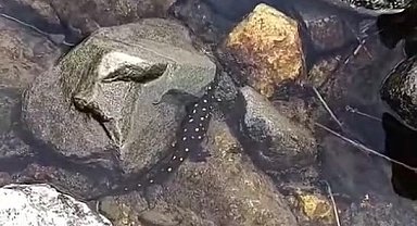 Elazığ'da Anadolu benekli semenderi görüntülendi